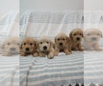 Small #8 Golden Retriever