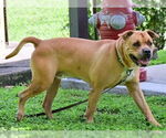Small #1 American Pit Bull Terrier