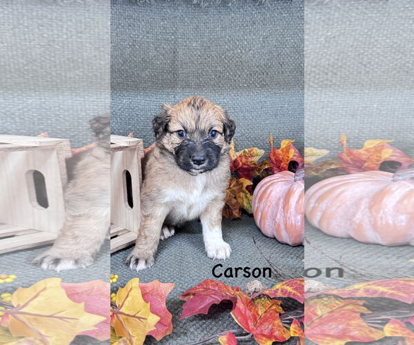 Medium Photo #2 Labrador Retriever-Unknown Mix Puppy For Sale in Fort Worth, TX, USA