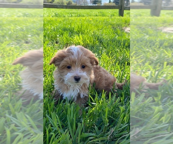 Medium Photo #2 Maltipoo Puppy For Sale in CANOGA, NY, USA
