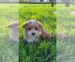 Small Photo #2 Maltipoo Puppy For Sale in CANOGA, NY, USA