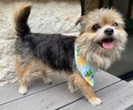Small #3 Australian Terrier Mix