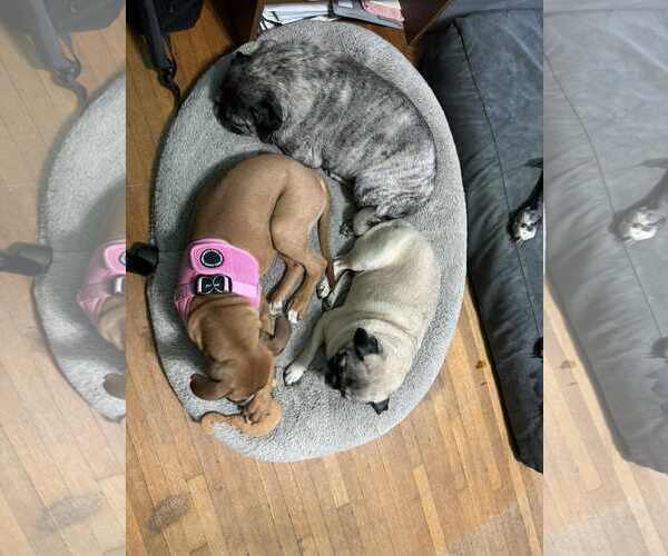 Medium Photo #3 Boxer-Unknown Mix Puppy For Sale in Burnsville, MN, USA