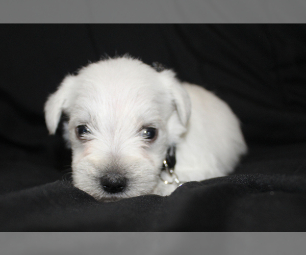 Medium Photo #2 Schnauzer (Miniature) Puppy For Sale in BROOKSVILLE, FL, USA