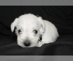 Small #1 Schnauzer (Miniature)