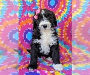 Sheepadoodle Puppy for sale in PORT DEPOSIT, MD, USA
