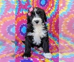 Small Photo #1 Sheepadoodle Puppy For Sale in PORT DEPOSIT, MD, USA