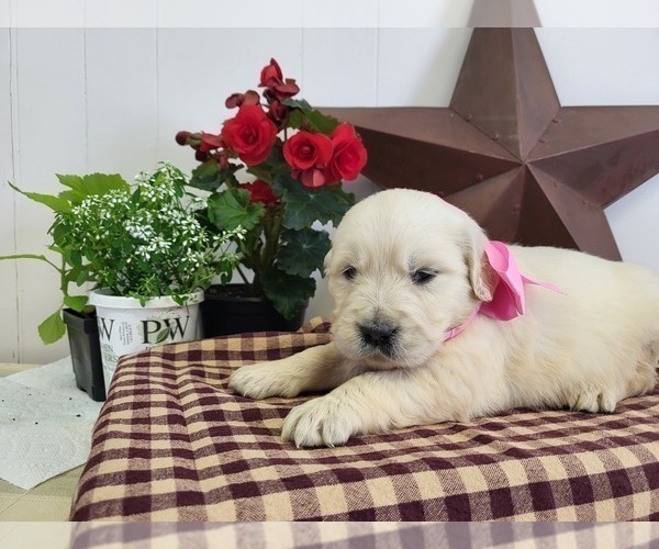 Medium Photo #9 English Cream Golden Retriever Puppy For Sale in GUTHRIE, KY, USA
