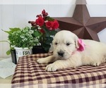 Small Photo #9 English Cream Golden Retriever Puppy For Sale in GUTHRIE, KY, USA
