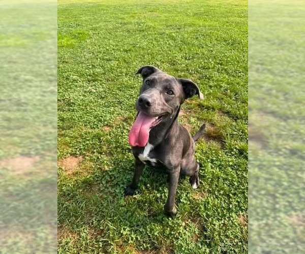 Medium Photo #1 Mutt Puppy For Sale in Springdale, PA, USA