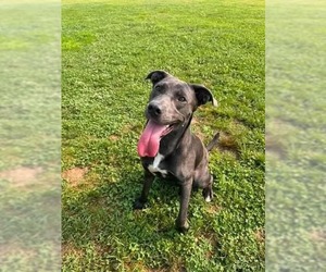 Mutt Dogs for adoption in Springdale, PA, USA