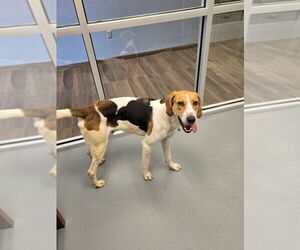 Mutt Dogs for adoption in Hilton Head, SC, USA