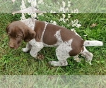 Small Photo #3 German Shorthaired Pointer Puppy For Sale in HARMONY, PA, USA