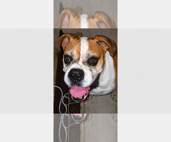 Medium Photo #1 Boxer Puppy For Sale in Austin, TX, USA