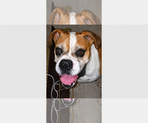 Boxer Dogs for adoption in Austin, TX, USA