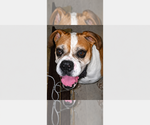 Small Boxer