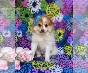 Pomeranian Puppy for sale in CHRISTIANA, PA, USA