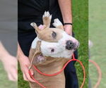 Small #1 American Pit Bull Terrier