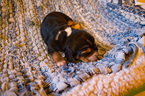 Puppy 2 Basset Hound