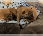 Small #3 Shiba Inu