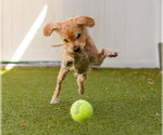 Small #2 Glen of Imaal Terrier Mix
