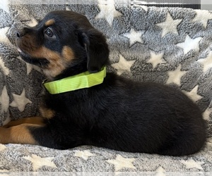 Rottweiler Puppy for sale in BRIGHTON, CO, USA
