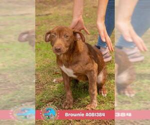 Labrador Retriever-Unknown Mix Dogs for adoption in Mobile, AL, USA