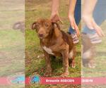 Small Labrador Retriever Mix