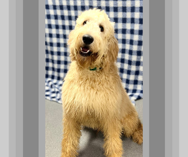 Medium Photo #1 Irish Doodle Puppy For Sale in DUNDEE, OH, USA