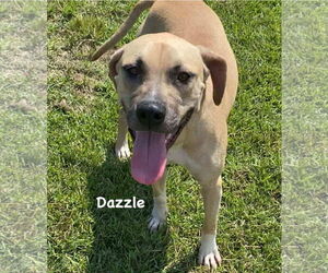 Dazzle - Female Mutt Dog for Adoption - Photo #8