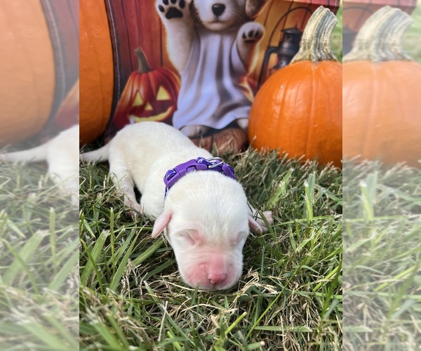 Medium Photo #5 Labrador Retriever Puppy For Sale in NEOLA, WV, USA
