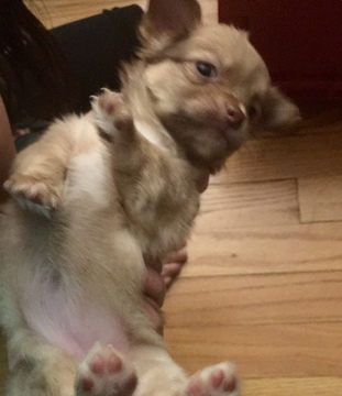 Medium Photo #1 Chihuahua Puppy For Sale in STAUNTON, VA, USA