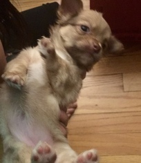 Chihuahua Puppy for sale in STAUNTON, VA, USA