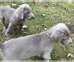 Small Photo #11 Weimaraner Puppy For Sale in HEMLOCK, MI, USA