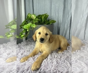 Golden Retriever Puppy for sale in GREENWOOD, IN, USA