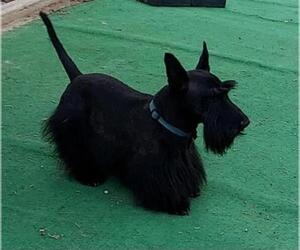 Father of the Scottish Terrier puppies born on 04/08/2026