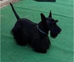 Small Photo #1 Scottish Terrier Puppy For Sale in BEND, OR, USA
