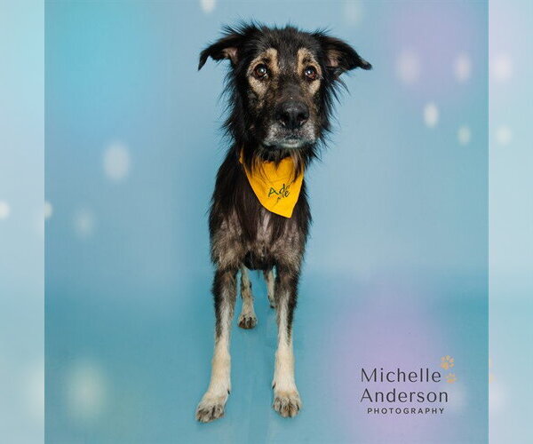 Medium Photo #1 German Shepherd Dog-Unknown Mix Puppy For Sale in Corona, CA, USA