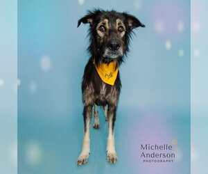 German Shepherd Dog-Unknown Mix Dogs for adoption in Corona, CA, USA