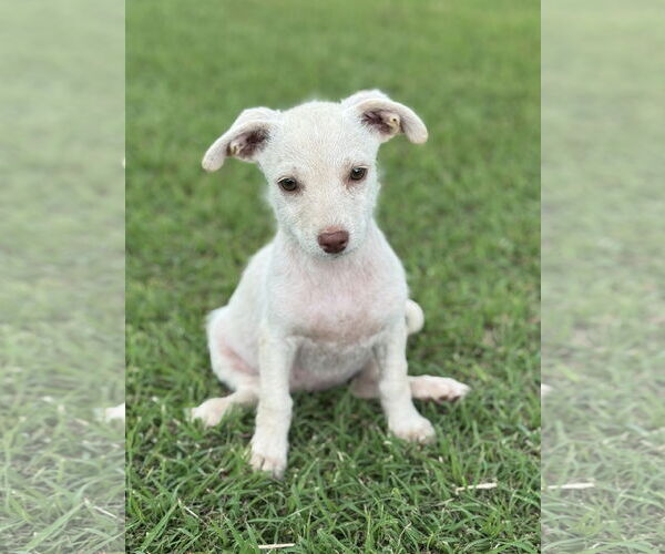 Medium Photo #3 Dachshund-Unknown Mix Puppy For Sale in PIPE CREEK, TX, USA