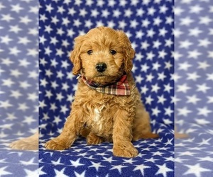 English Cream Golden Retriever-Poodle (Miniature) Mix Puppy for sale in AIRVILLE, PA, USA