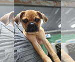 Small Puggle