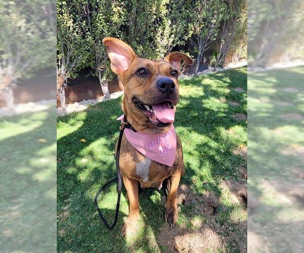 Medium Photo #4 American Staffordshire Terrier-Boxer Mix Puppy For Sale in Dana Point, CA, USA