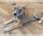 Small #5 Mutt