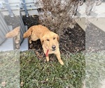 Small Photo #1 Golden Labrador Puppy For Sale in DECATUR, IN, USA