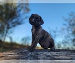 Small #5 Catahoula Leopard Dog