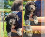 Puppy Orange Female Anatolian Shepherd-Maremma Sheepdog Mix