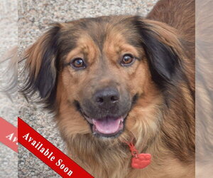 Australian Shepherd-Unknown Mix Dogs for adoption in Huntley, IL, USA