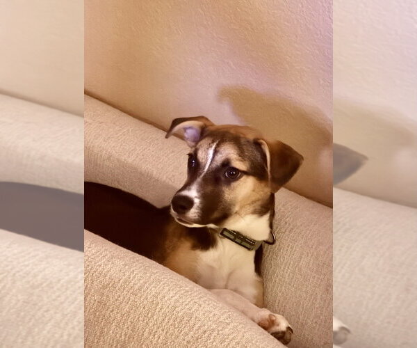 Medium Photo #2 Jack Russell Terrier Puppy For Sale in San Diego, CA, USA