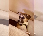 Small #1 Jack Russell Terrier
